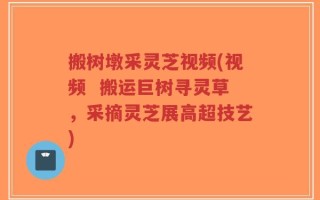搬树墩采灵芝视频(视频  搬运巨树寻灵草，采摘灵芝展高超技艺)