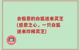 会报恩的白狐送来灵芝(感恩之心，一只白狐送来珍稀灵芝)