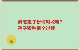 灵芝孢子粉何时收粉？孢子粉种植全过程