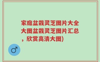 家庭盆栽灵芝图片大全大图盆栽灵芝图片汇总，欣赏高清大图)