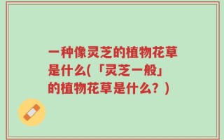 一种像灵芝的植物花草是什么(「灵芝一般」的植物花草是什么？)