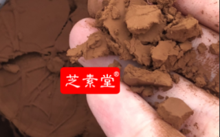 灵芝孢子粉能保肝解毒吗？