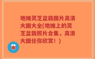 地摊灵芝盆栽图片高清大图大全(地摊上的灵芝盆栽照片合集，高清大图任你欣赏！)