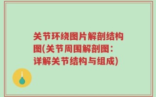 关节环绕图片解剖结构图(关节周围解剖图：详解关节结构与组成)