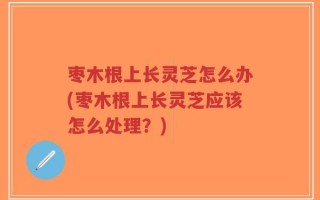 枣木根上长灵芝怎么办(枣木根上长灵芝应该怎么处理？)