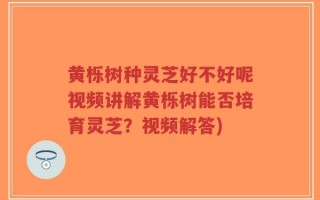 黄栎树种灵芝好不好呢视频讲解黄栎树能否培育灵芝？视频解答)
