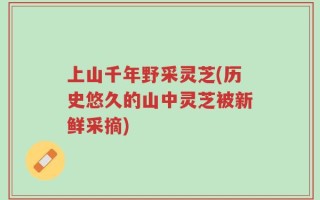 上山千年野采灵芝(历史悠久的山中灵芝被新鲜采摘)