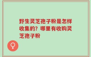 野生灵芝孢子粉是怎样收集的？哪里有收购灵芝孢子粉