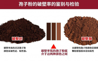 灵芝孢子粉颜色有区别吗？颜色深浅影响好坏吗？