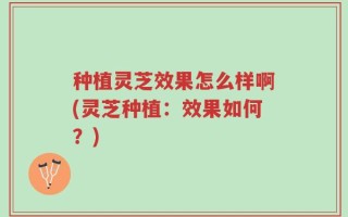 种植灵芝效果怎么样啊(灵芝种植：效果如何？)