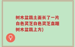 树木盆栽土面长了一片白色灵芝白色灵芝盘踞树木盆栽上方)