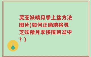 灵芝妖精月季上盆方法图片(如何正确地将灵芝妖精月季移植到盆中？)