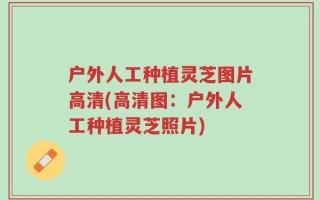 户外人工种植灵芝图片高清(高清图：户外人工种植灵芝照片)