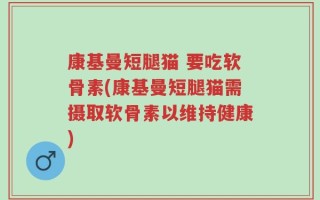 康基曼短腿猫 要吃软骨素(康基曼短腿猫需摄取软骨素以维持健康)