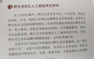 野生灵芝孢子粉功效与作用会更好吗？