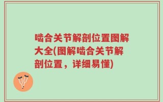 啮合关节解剖位置图解大全(图解啮合关节解剖位置，详细易懂)