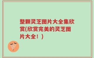 整颗灵芝图片大全集欣赏(欣赏完美的灵芝图片大全！)