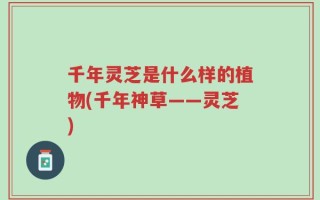千年灵芝是什么样的植物(千年神草——灵芝)