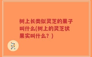 树上长类似灵芝的果子叫什么(树上的灵芝状果实叫什么？)