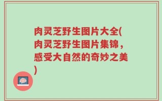 肉灵芝野生图片大全(肉灵芝野生图片集锦，感受大自然的奇妙之美)