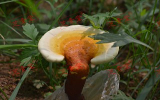 芝素堂：锁住灵芝孢子粉有效成分并不简单