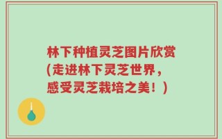林下种植灵芝图片欣赏(走进林下灵芝世界，感受灵芝栽培之美！)