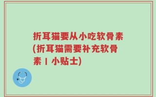 折耳猫要从小吃软骨素(折耳猫需要补充软骨素丨小贴士)