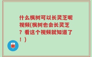 什么枫树可以长灵芝呢视频(枫树也会长灵芝？看这个视频就知道了！)