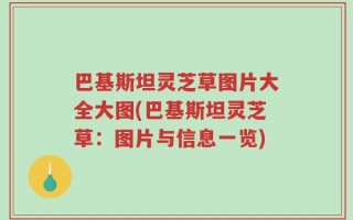 巴基斯坦灵芝草图片大全大图(巴基斯坦灵芝草：图片与信息一览)