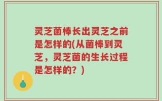 灵芝菌棒长出灵芝之前是怎样的(从菌棒到灵芝，灵芝菌的生长过程是怎样的？)
