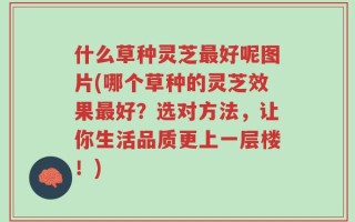 什么草种灵芝最好呢图片(哪个草种的灵芝效果最好？选对方法，让你生活品质更上一层楼！)