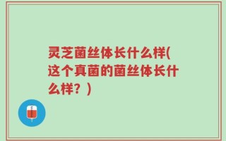灵芝菌丝体长什么样(这个真菌的菌丝体长什么样？)