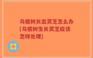 乌榄树长出灵芝怎么办(乌榄树生长灵芝应该怎样处理)