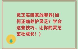 灵芝买回家放哪养(如何正确养护灵芝？学会这些技巧，让你的灵芝茁壮成长！)