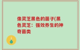 像灵芝黑色的菌子(黑色灵芝：强效养生的神奇菌类
