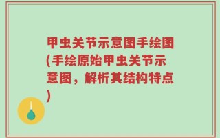 甲虫关节示意图手绘图(手绘原始甲虫关节示意图，解析其结构特点)