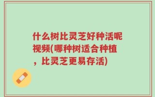 什么树比灵芝好种活呢视频(哪种树适合种植，比灵芝更易存活)