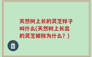 天然树上长的灵芝样子叫什么(天然树上长出的灵芝被称为什么？)