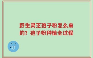 野生灵芝孢子粉怎么来的？孢子粉种植全过程
