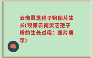 云南灵芝孢子粉图片生长(观察云南灵芝孢子粉的生长过程：图片展示)