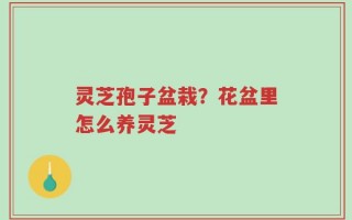 灵芝孢子盆栽？花盆里怎么养灵芝