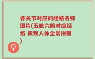 各关节对应的经络名称图片(五脏六腑对应经络 微观人体全景拼图)
