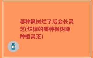 哪种枫树烂了后会长灵芝(烂掉的哪种枫树能种植灵芝)
