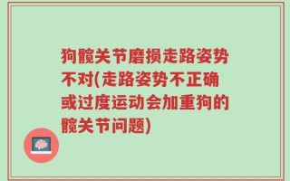 狗髋关节磨损走路姿势不对(走路姿势不正确或过度运动会加重狗的髋关节问题)
