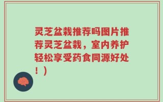 灵芝盆栽推荐吗图片推荐灵芝盆栽，室内养护轻松享受药食同源好处！)