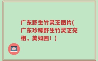 广东野生竹灵芝图片(广东珍稀野生竹灵芝亮相，美如画！)