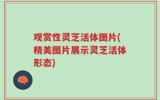 观赏性灵芝活体图片(精美图片展示灵芝活体形态)