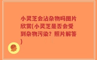小灵芝会沾杂物吗图片欣赏(小灵芝是否会受到杂物污染？照片解答)