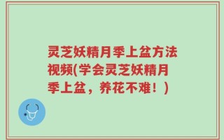灵芝妖精月季上盆方法视频(学会灵芝妖精月季上盆，养花不难！)