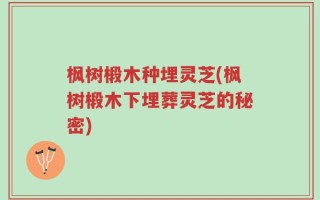 枫树椴木种埋灵芝(枫树椴木下埋葬灵芝的秘密)